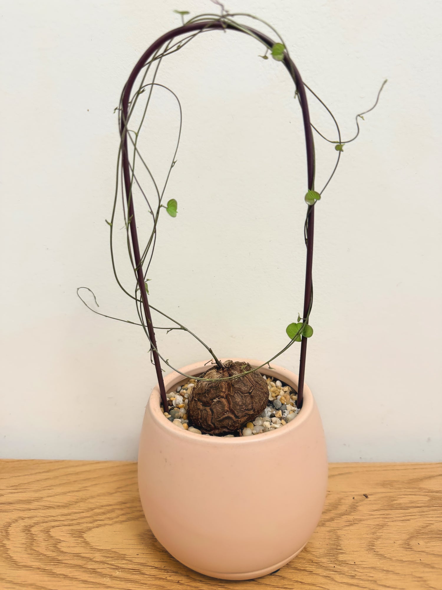 Dioscorea Elephantipes