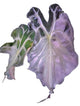Alocasia Venom