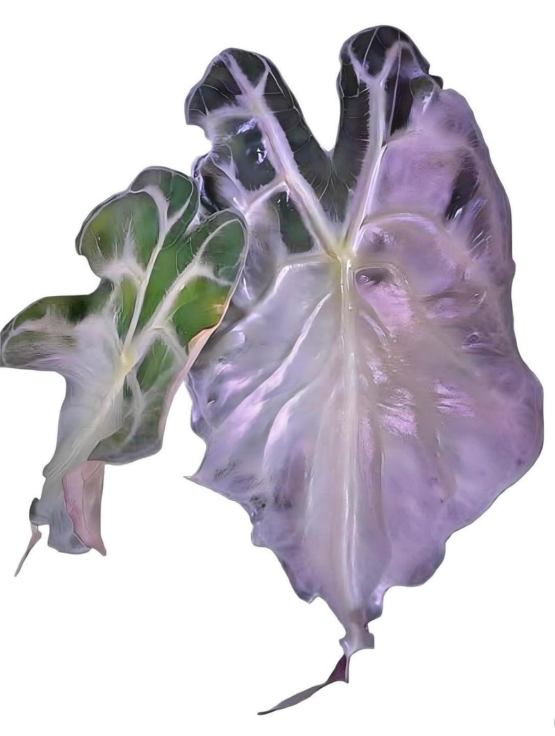 Alocasia Venom