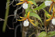 Encyclia Polybulbon