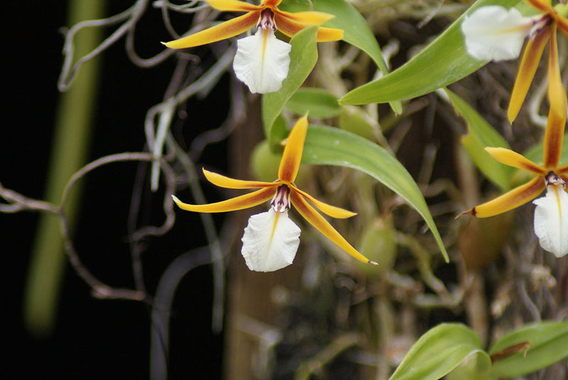 Encyclia Polybulbon