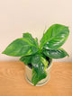 Musa Aurea