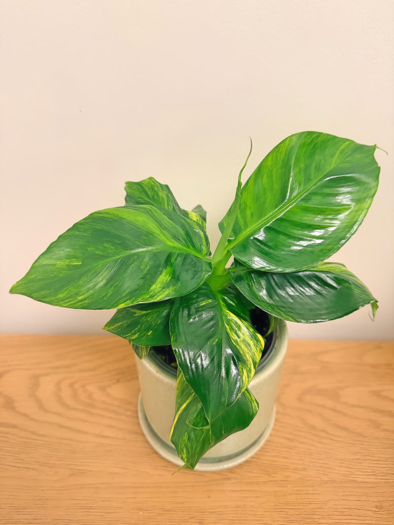 Musa Aurea