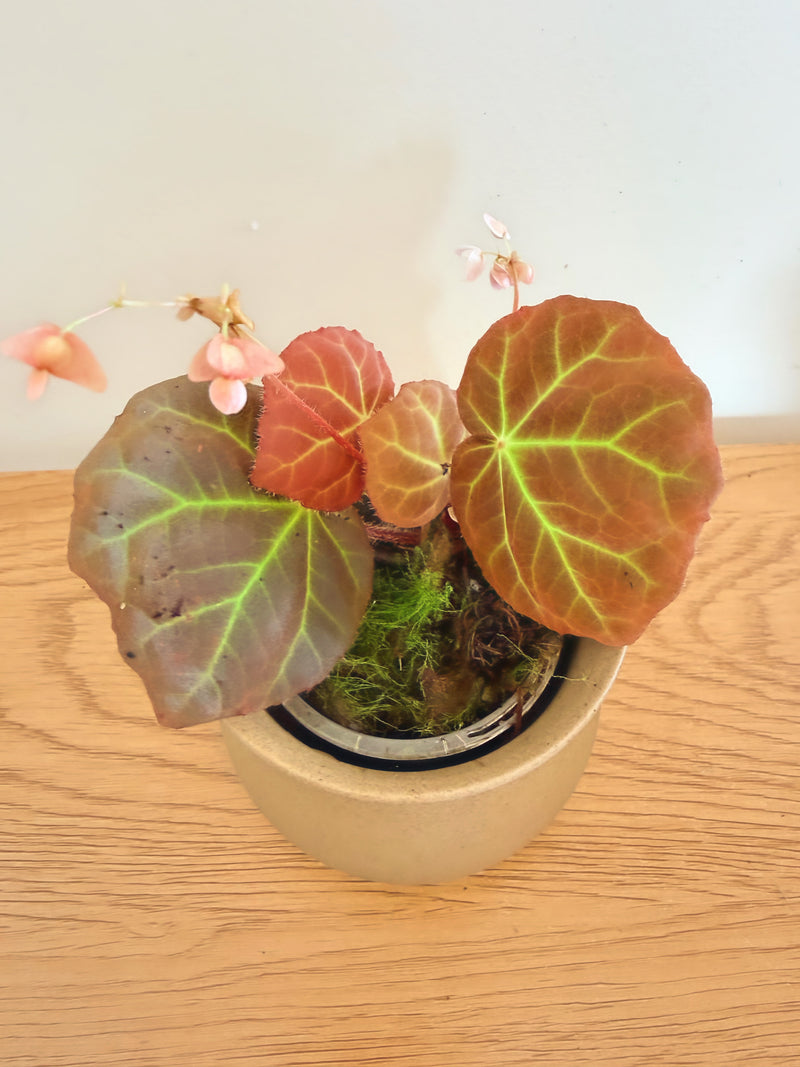 Begonia sp. Aceh