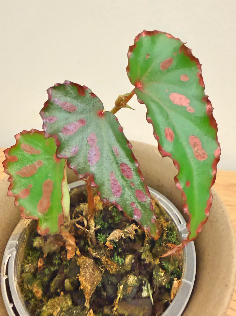 Begonia Pink Lava