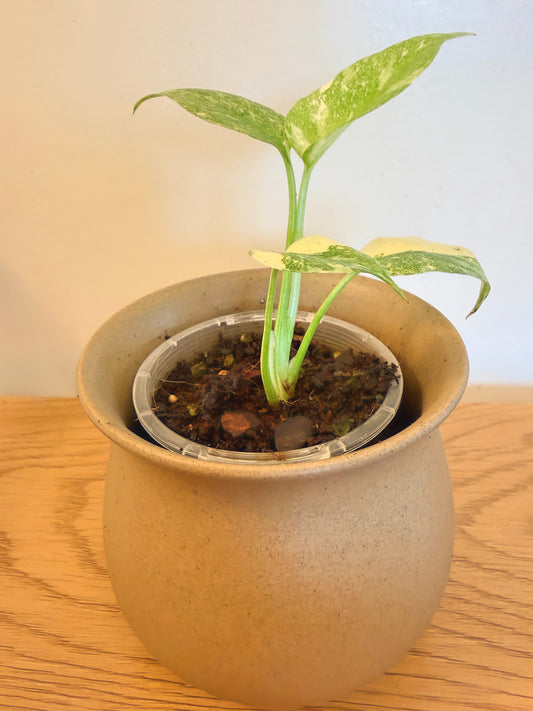 Monstera Green Snow