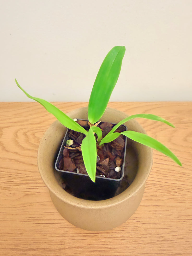 Ctyh. (Eplc.) Mae Bly ‘Ching Hua Splash’ AM/AOS (Pah. Mariae x C. Ann Folis’