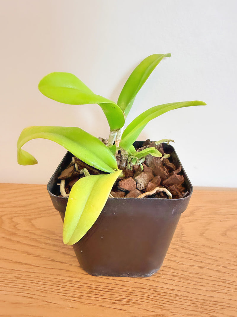 Bc. (Brassocattleya) Keowee ‘VI-Galaxy’ (Cattleya Lorraine Shirai x B. Nodosa)
