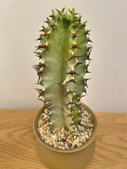 Euphorbia Amnak