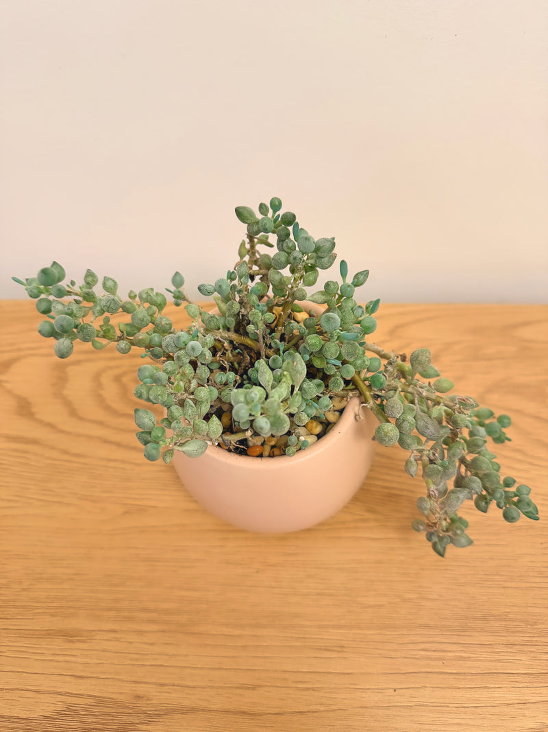 Senecio Citriformis (String of Tears)