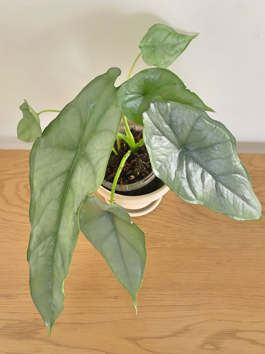 Alocasia Heterophylla Dragon Breath