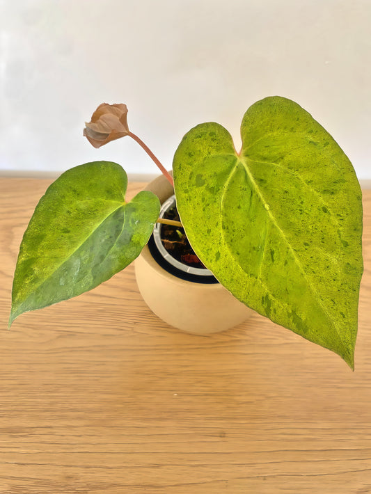 Anthurium Red Crystallinum X Variegated