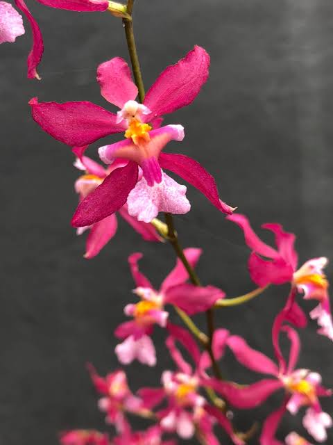 Oncidium Charlesworthii