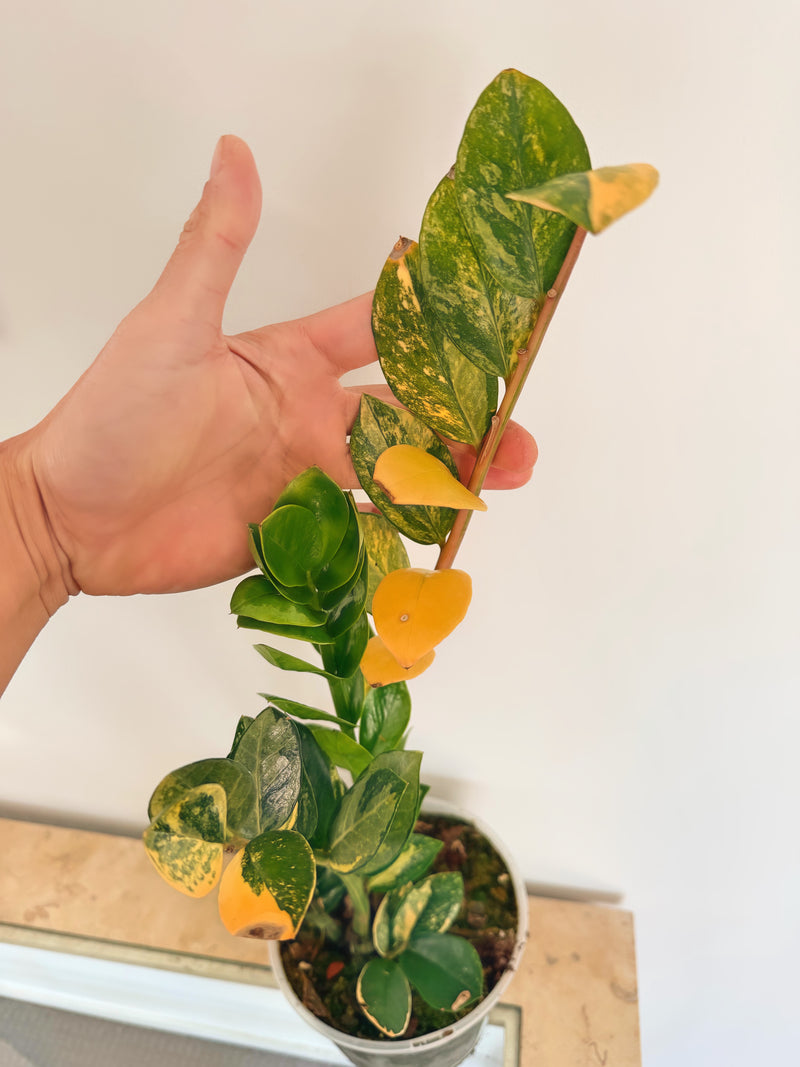 Variegated ZZ Plant (B)
