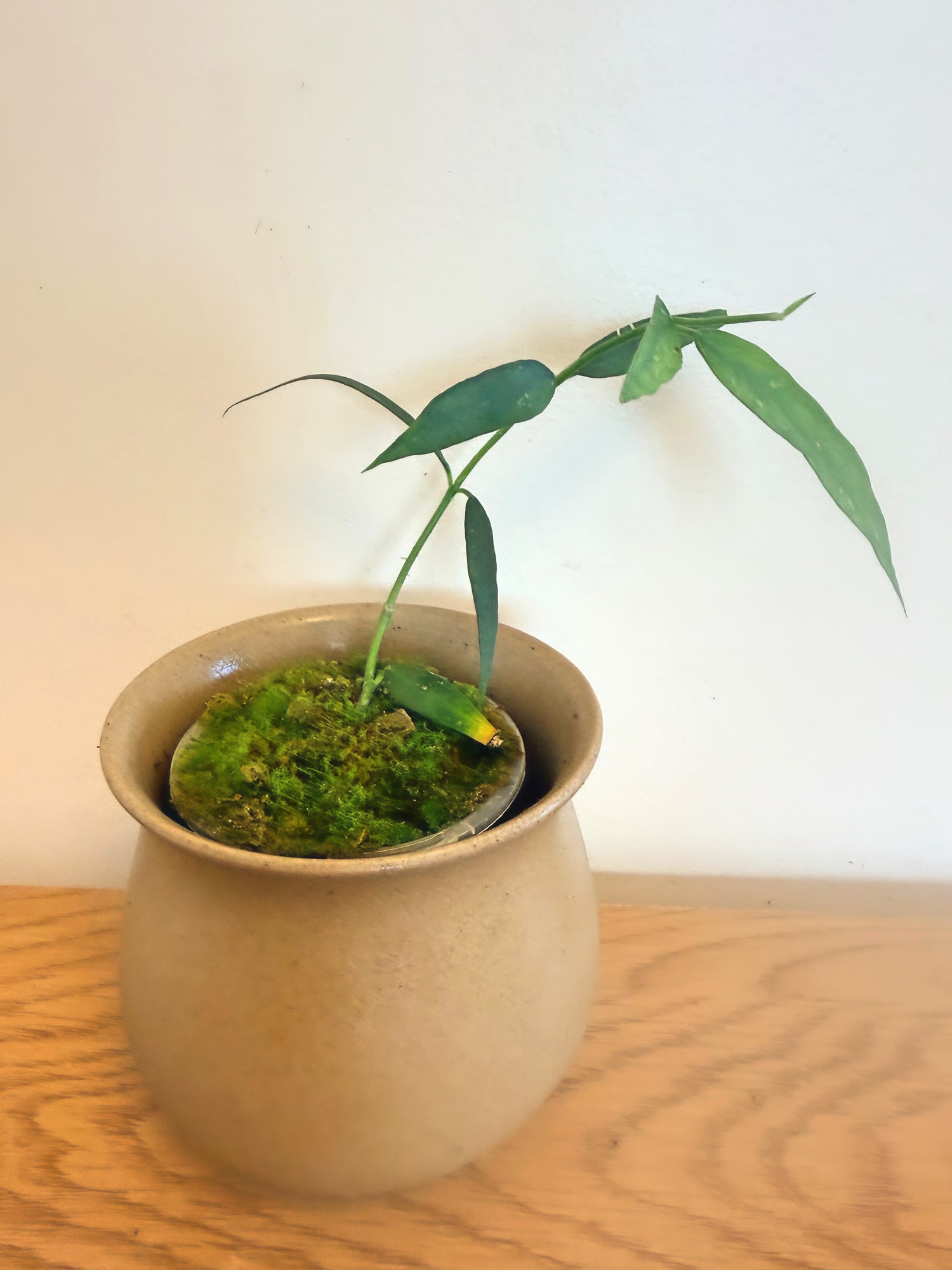 Hoya Burmanica