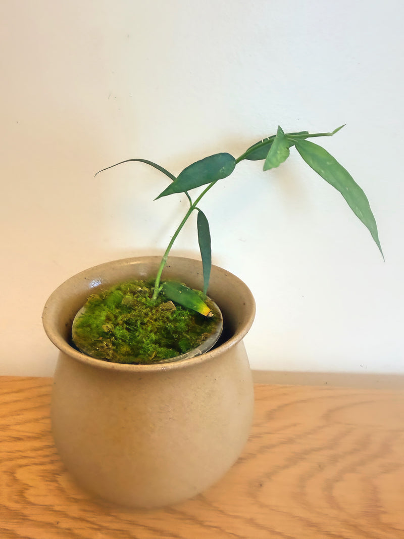 Hoya Burmanica