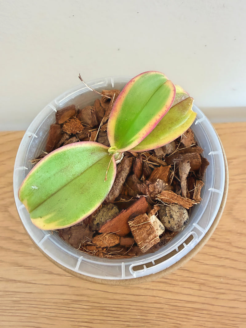 Phalaenopsis Chia E Yenlin (Variegata)
