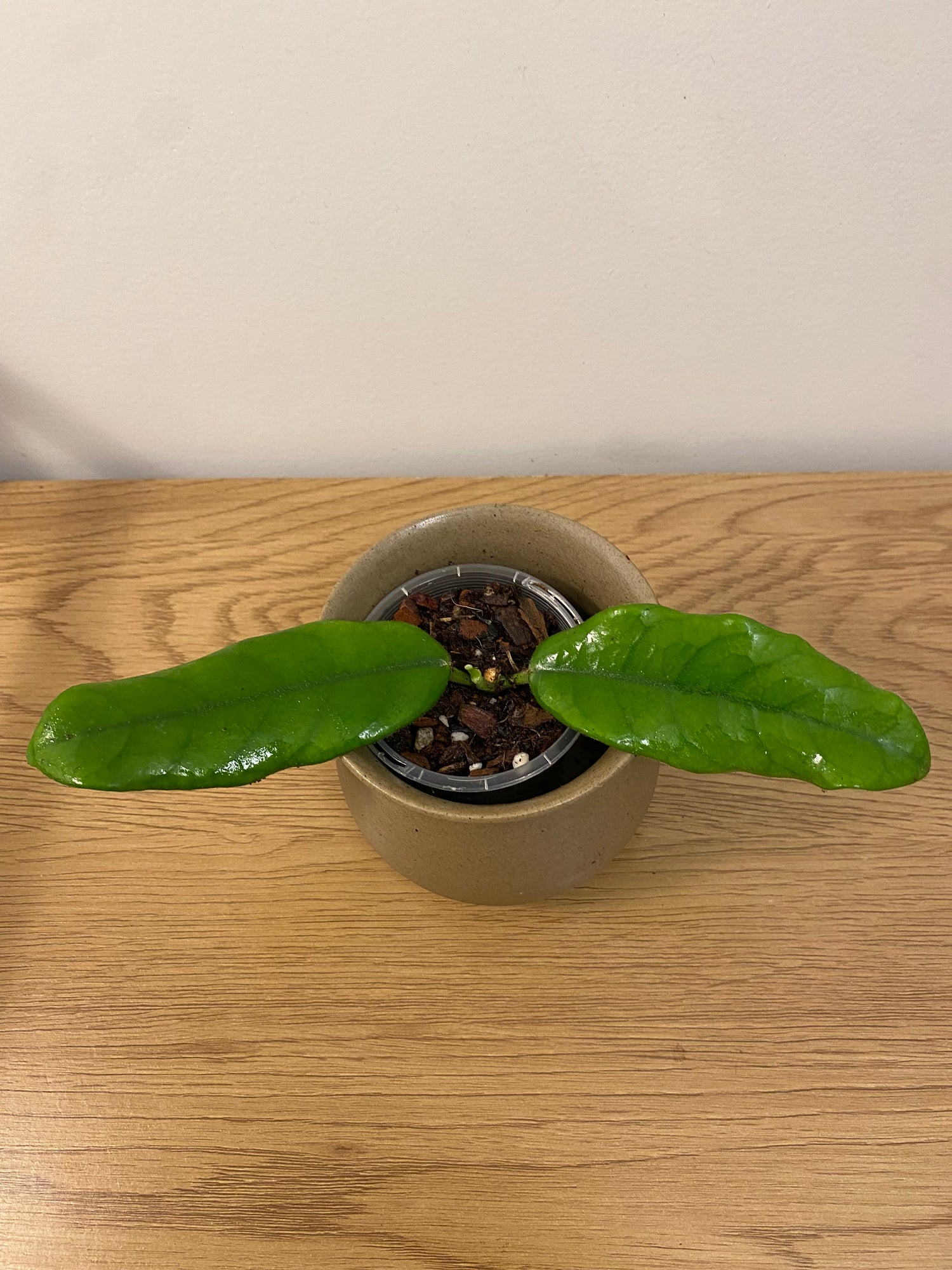 Hoya Globulosa