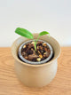 Anthurium Waroqueanum