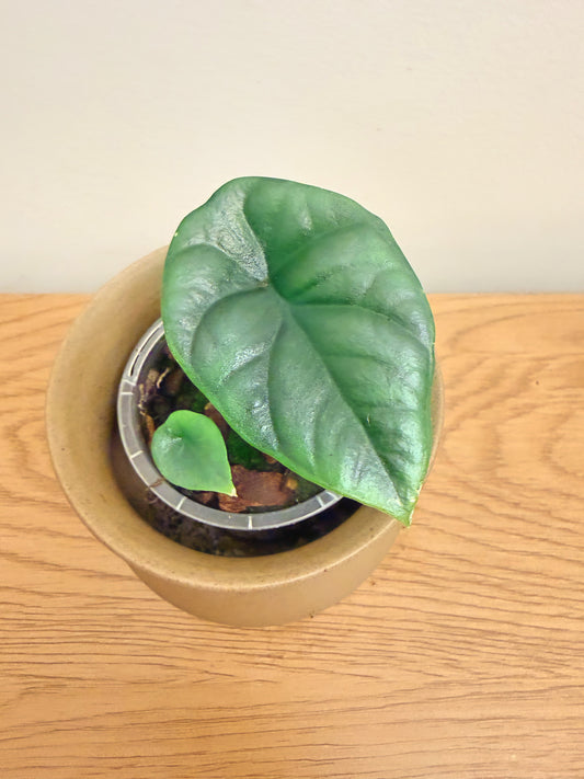 Alocasia Sinuata