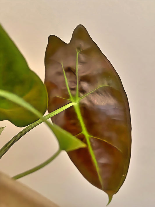 Alocasia Longiloba Red Back