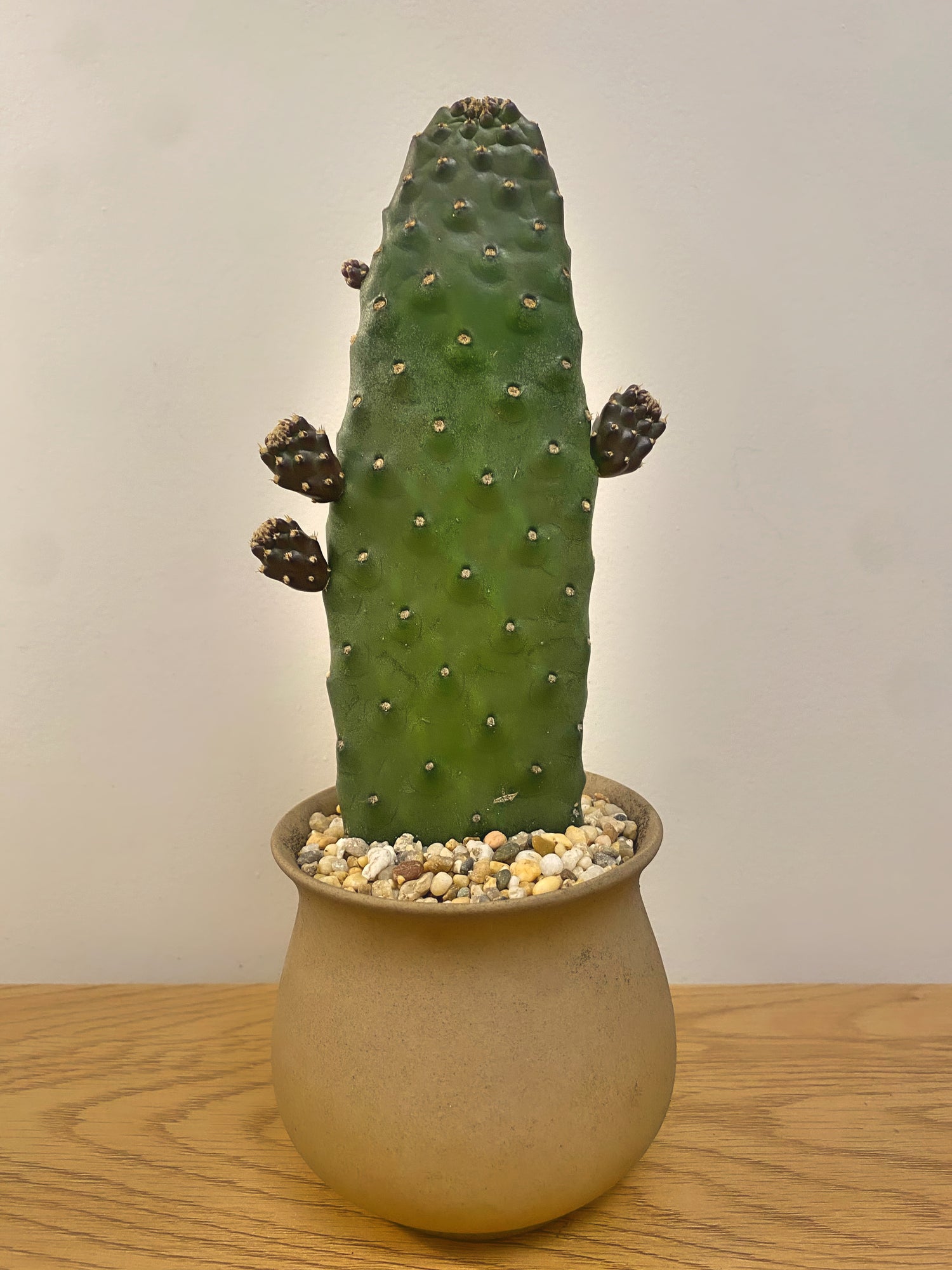 Consolea Rubescens