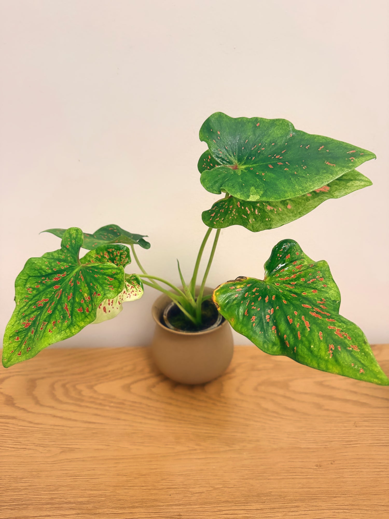 Caladium Miss Muffet