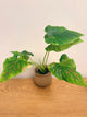 Caladium Miss Muffet