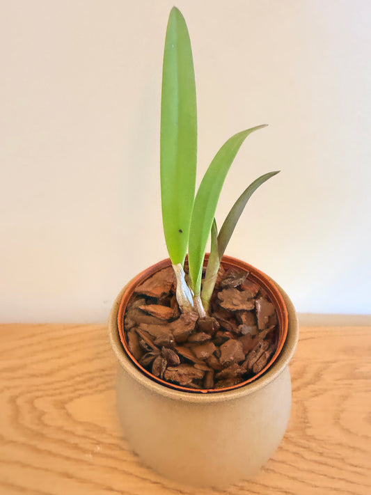 Cattleya (Pvc.) Golden Peacock