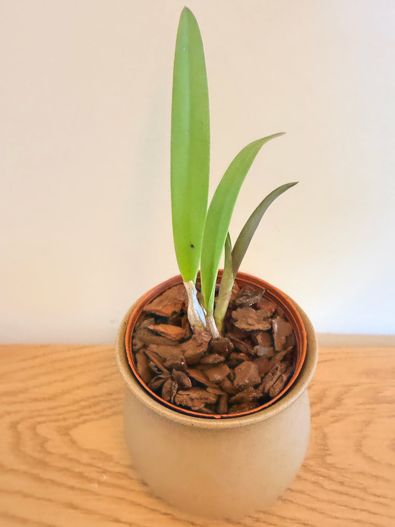 Cattleya (Pvc.) Golden Peacock