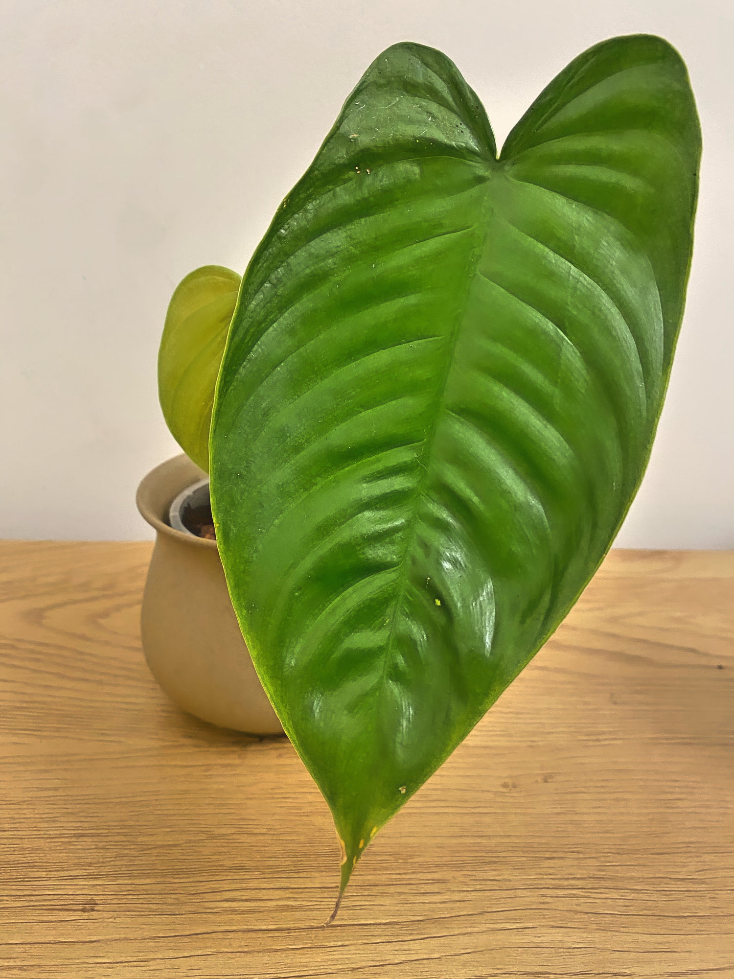 Philodendron Tenue (A)