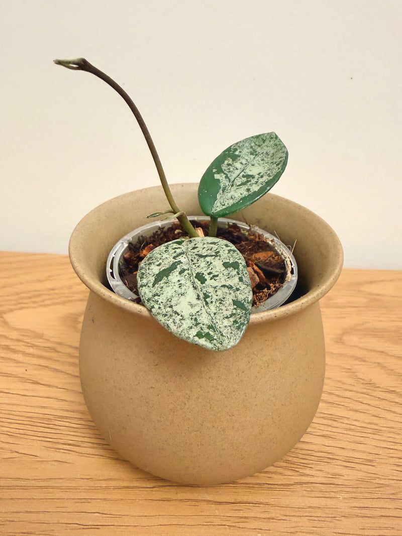 Hoya Carnosa Wilbur Grave