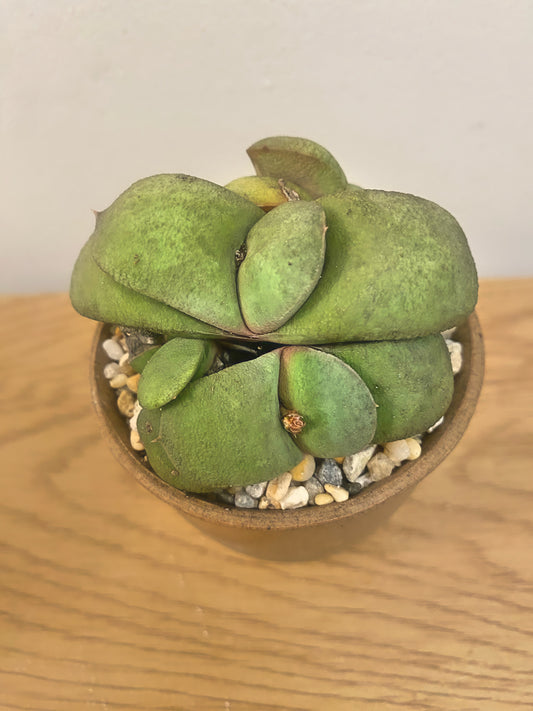 Gasteria Glomerata