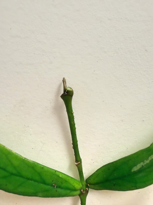 Hoya Lobbii