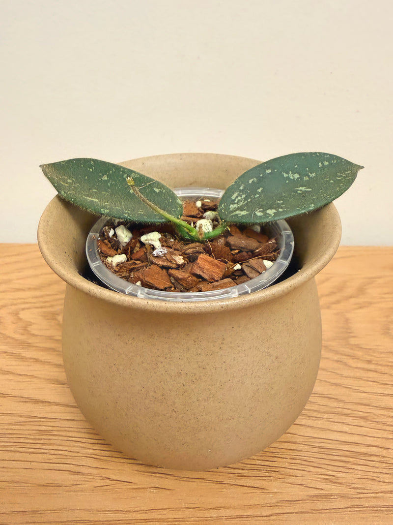 Hoya Thomsonii