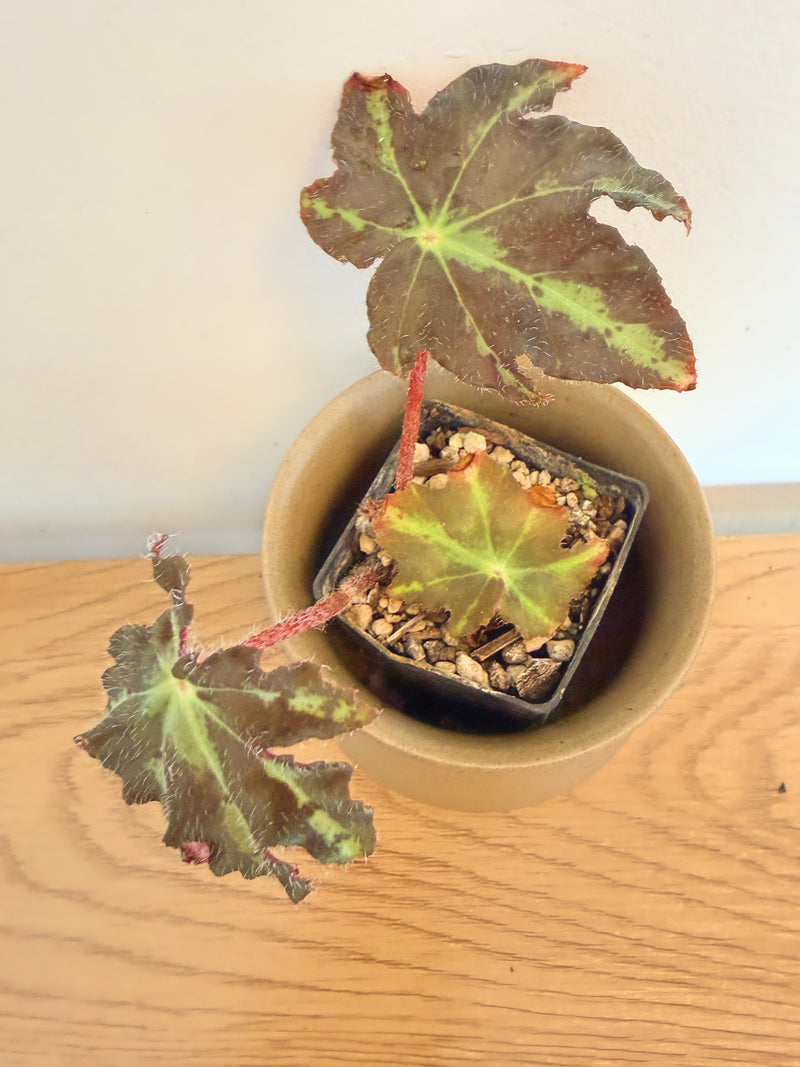 Begonia Heracleifolia Var. Nigricans