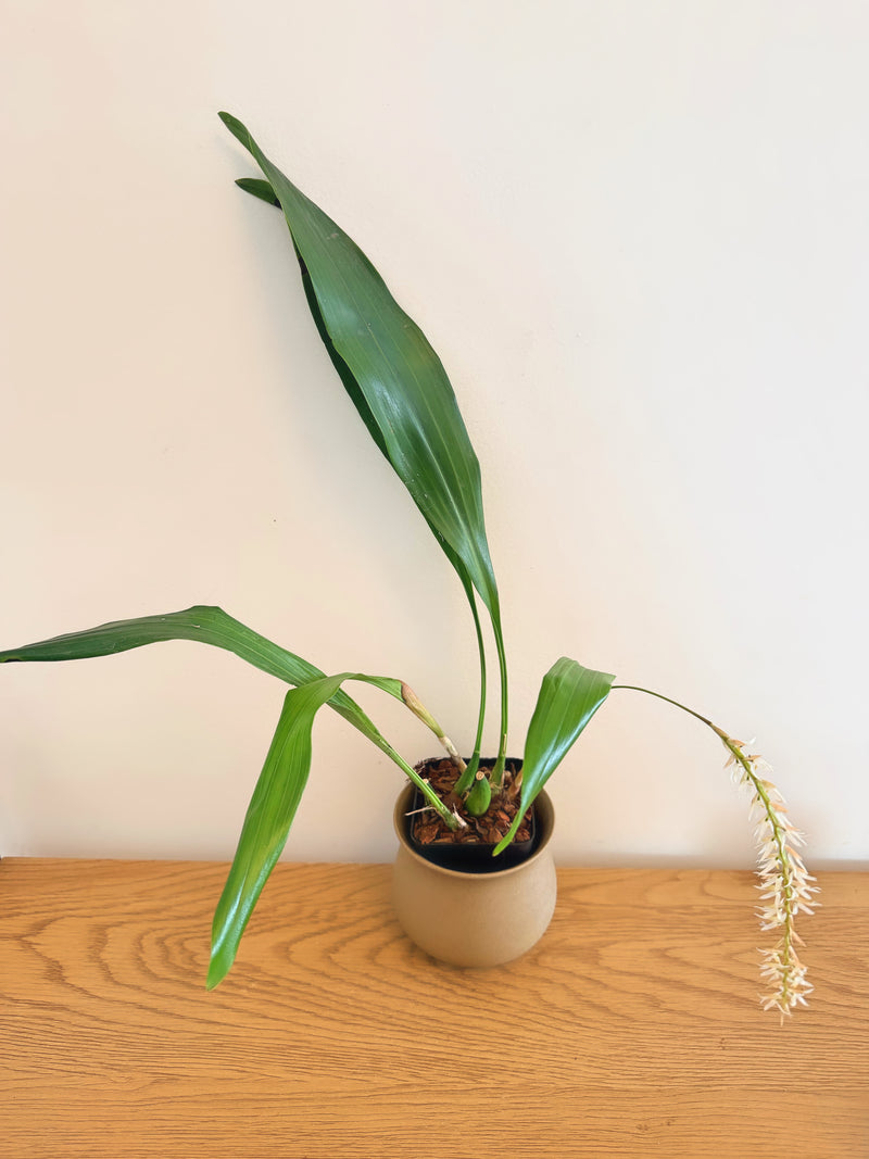 Coelogyne (Dendrobium) Cobbiana