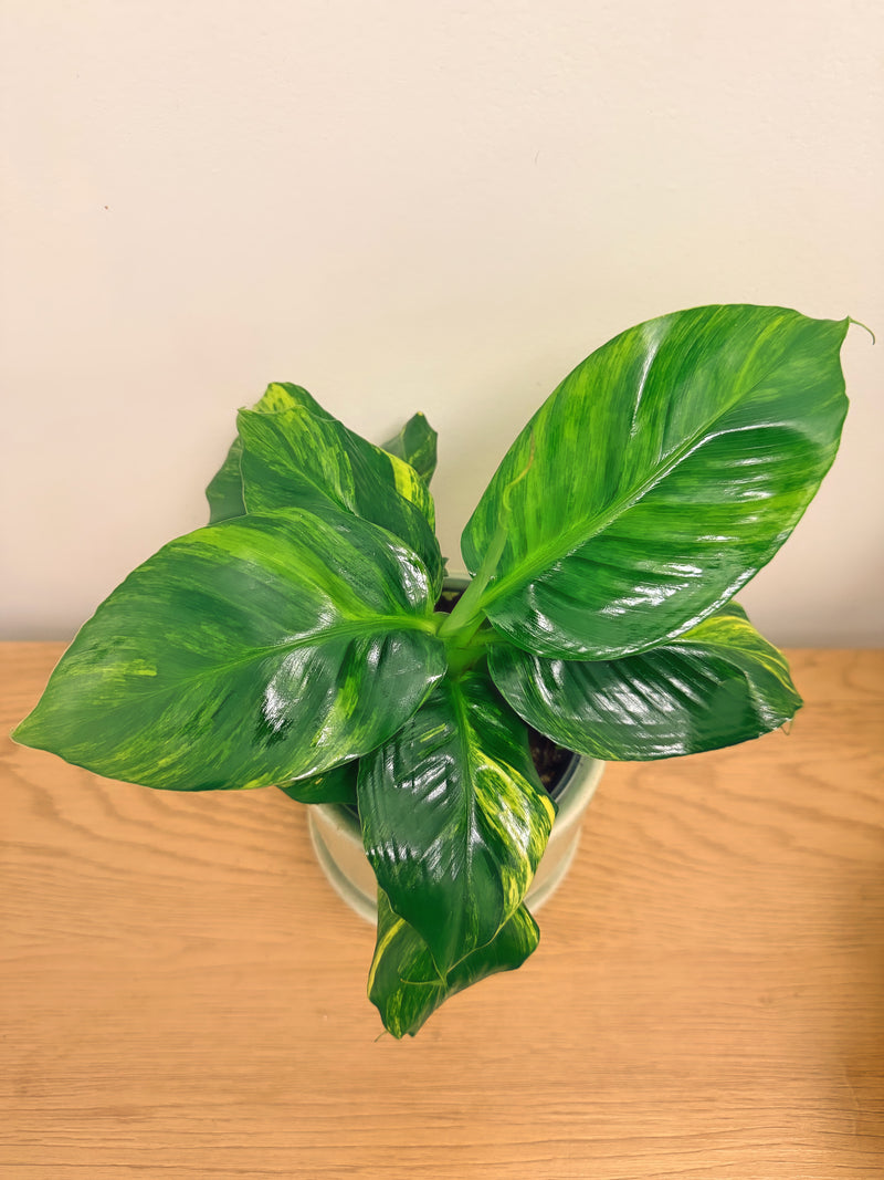 Musa Aurea