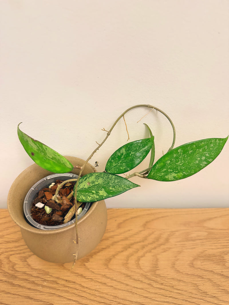 Hoya Incencis Splash (A)