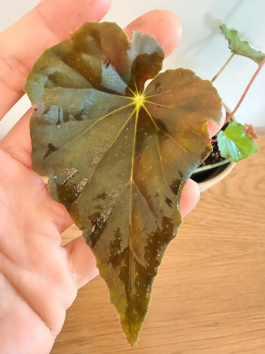 Begonia Freckles