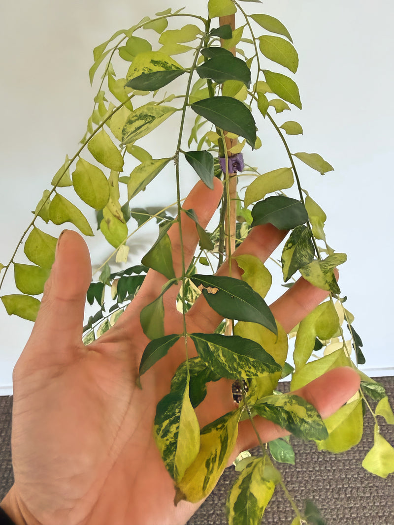 Variegated Curry Plant