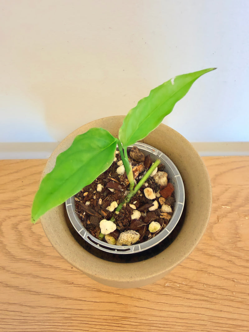 Monstera Obliqua Peru