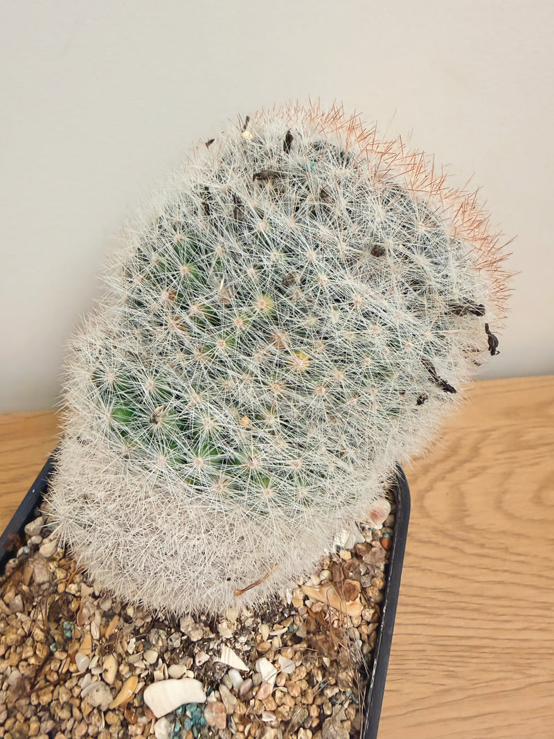 Mammillaria Bocasana