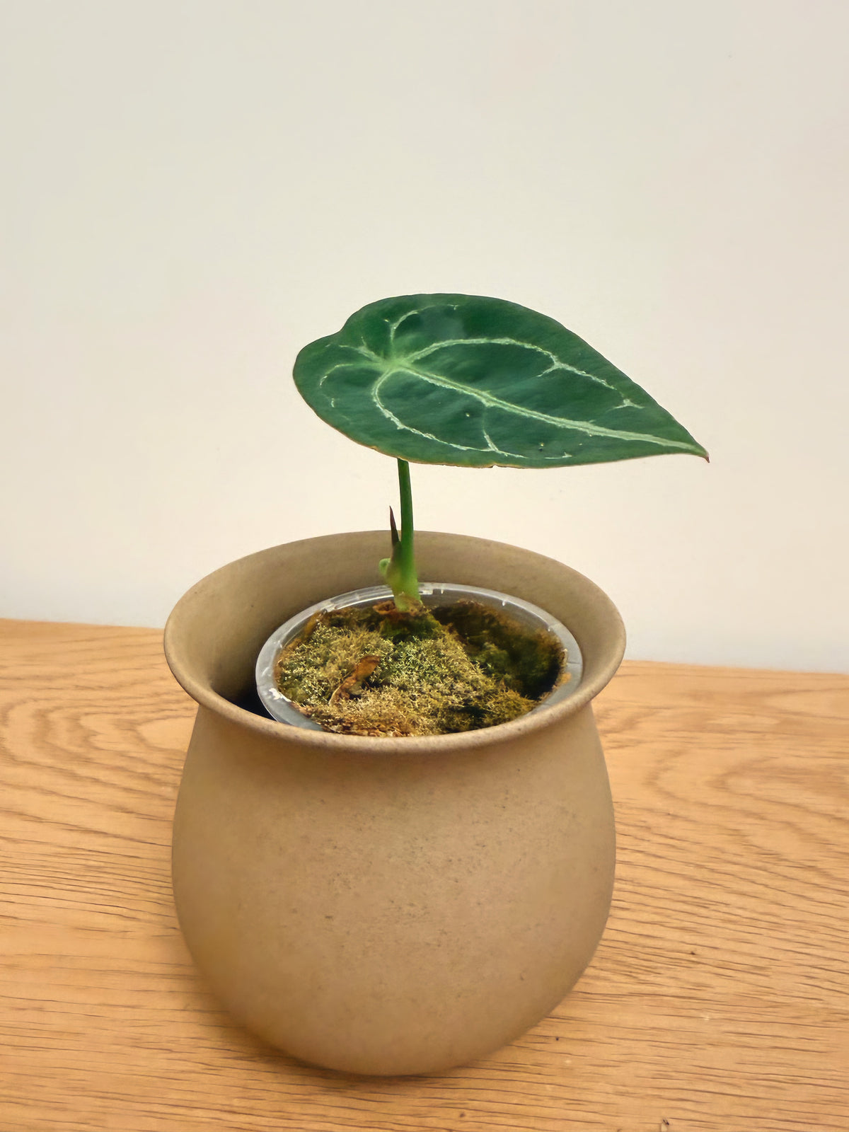 Anthurium Forgetii (B)