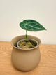 Anthurium Forgetii (B)