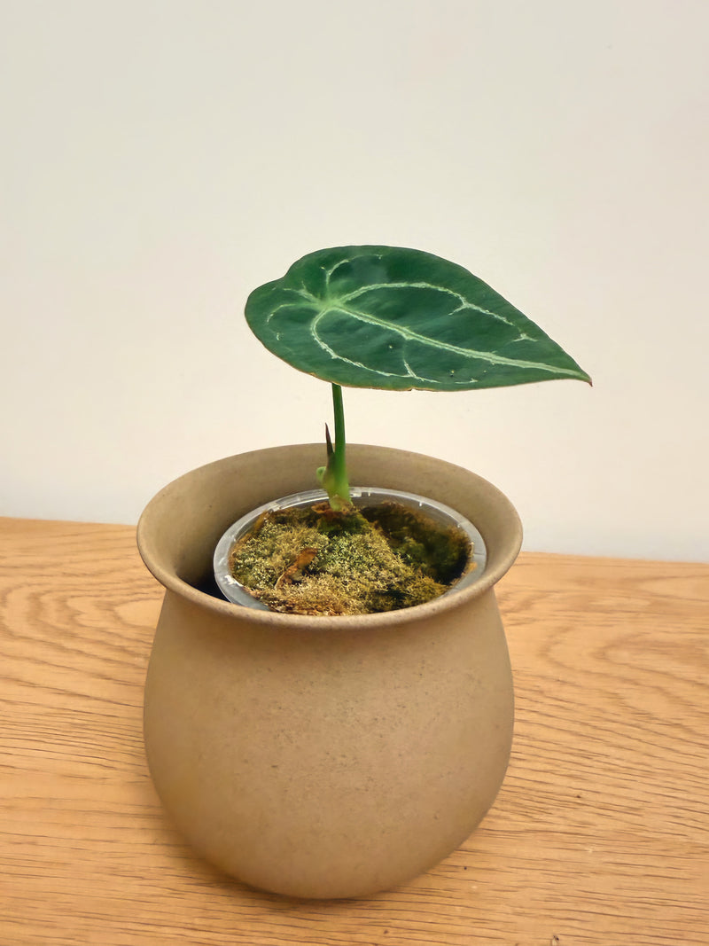 Anthurium Forgetii (B)