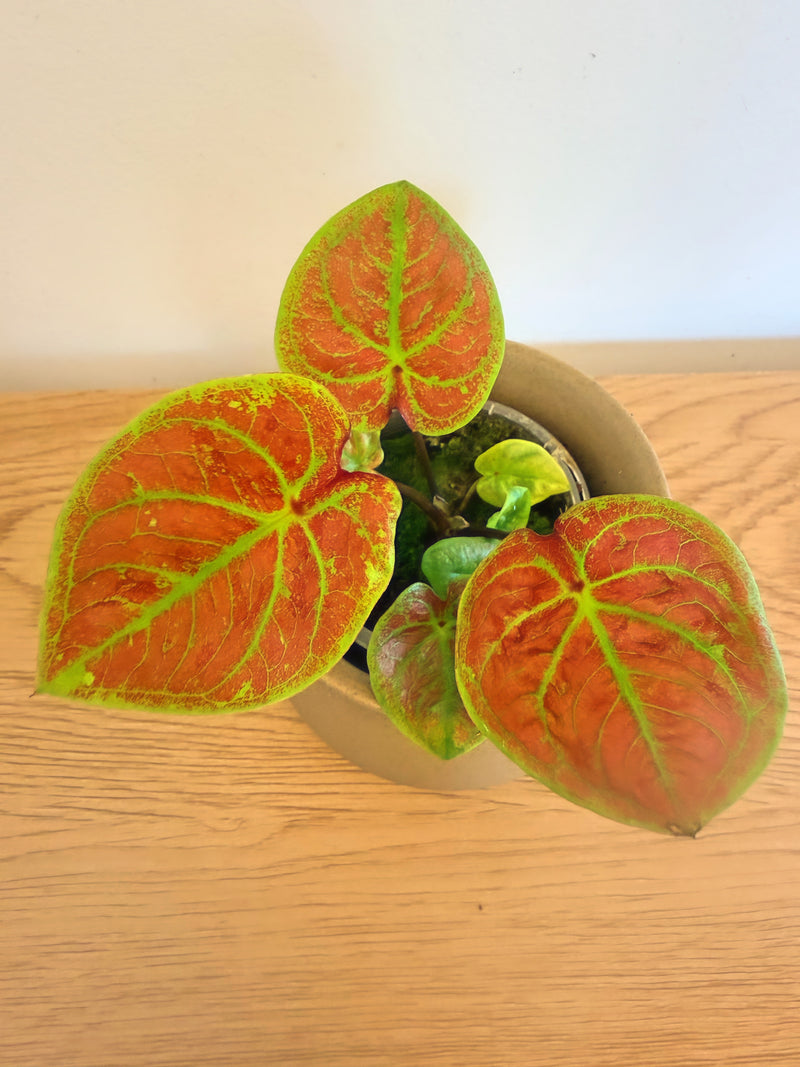 Caladium New Wave