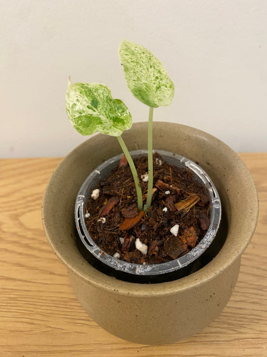 Alocasia Dragon Scale Mint