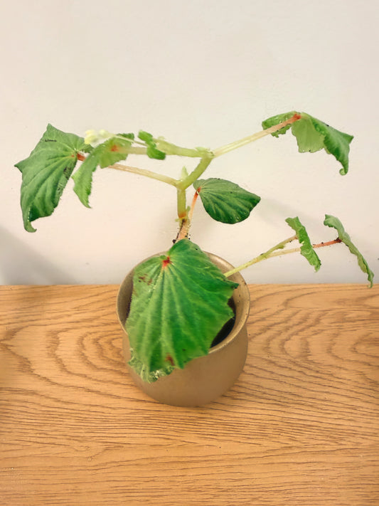 Begonia Rubropilosa