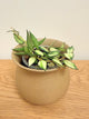 Hoya Lacunosa Variegated